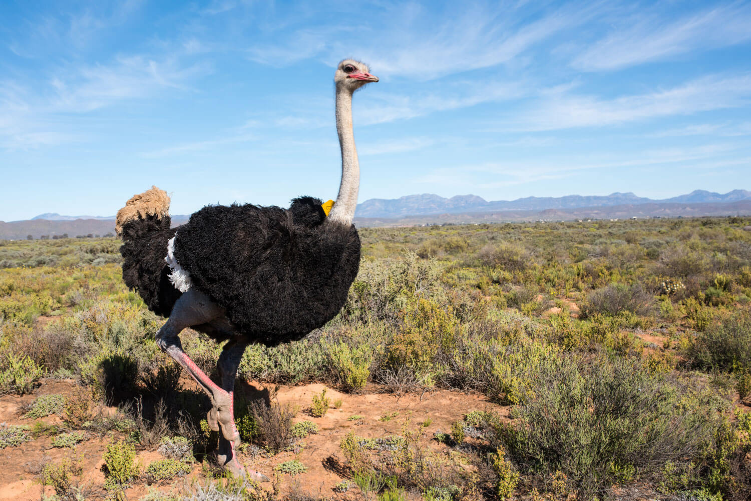 New Pathways for Ostrich Leather