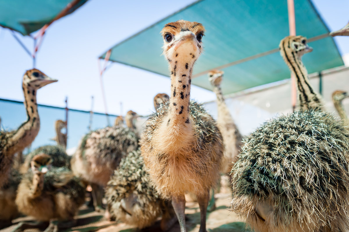 saobc-ostrich-3