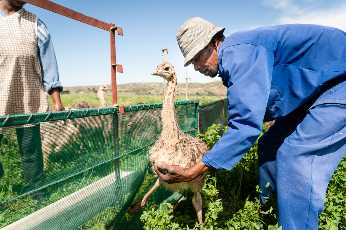 saobc-ostrich-5